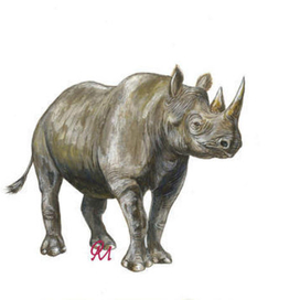 Носорог черный