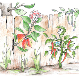 Перечный куст  и какао