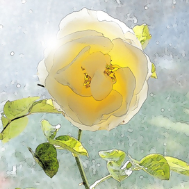 Бабушка Роза