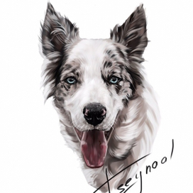 Мраморный Бордер колли 