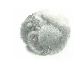 Испуганный лимурчик