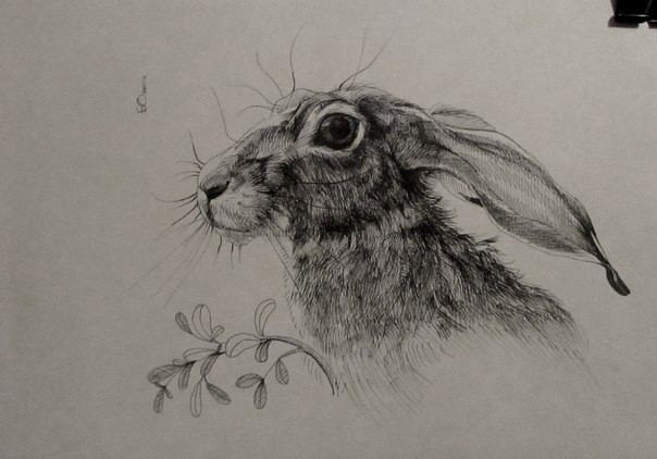 Просто заяц