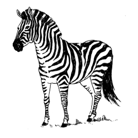Зебра