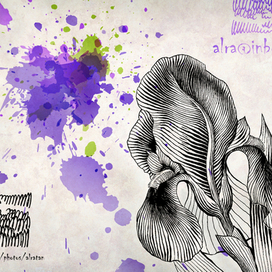 Открытка "Ирис"