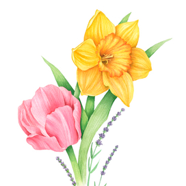 Ботаническая иллюстрация. Нарцисс, тюльпан и лаванда