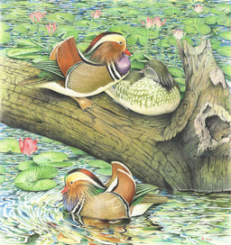 Мандаринки