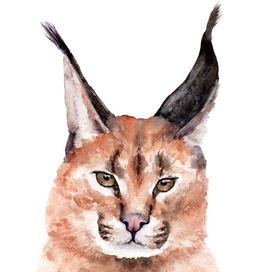 Каракал (степная рысь)