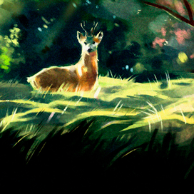 deer