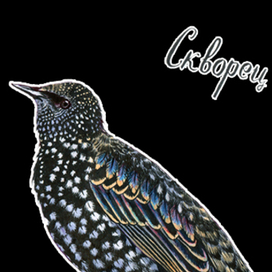 скворец