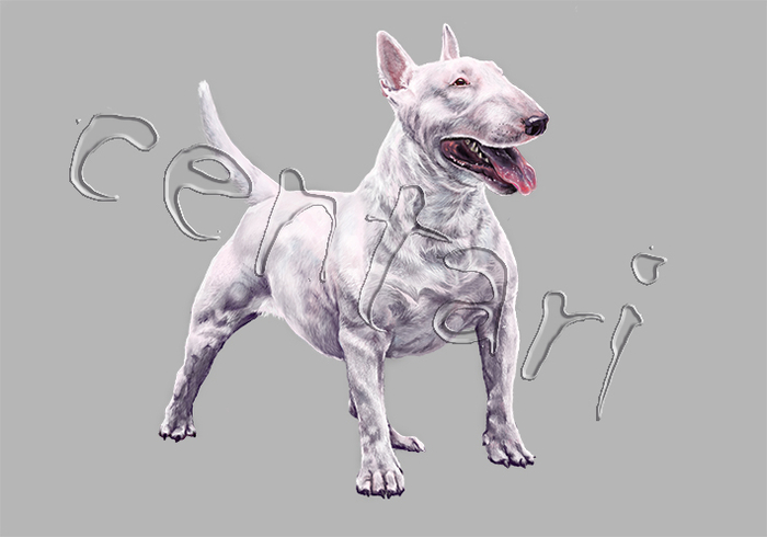 Бультерьер