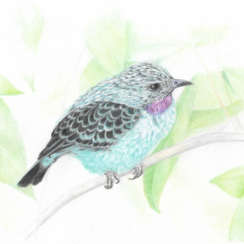 райский птах