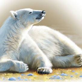 белый медведь