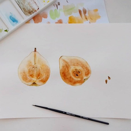 Груша. Ботаническая иллюстрация