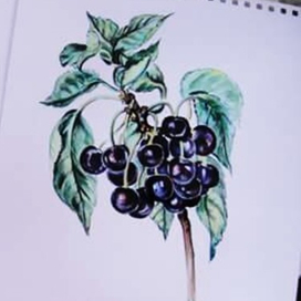 спелая черешня