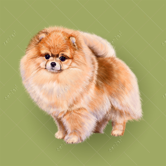 Pomeranian