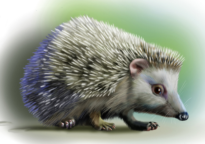 еж обыкновенный