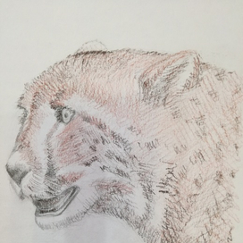 Зарисовки зверей