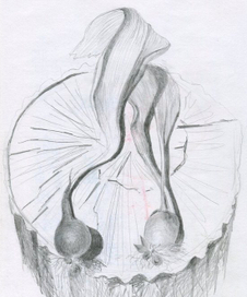 Дары лета. Лучки)