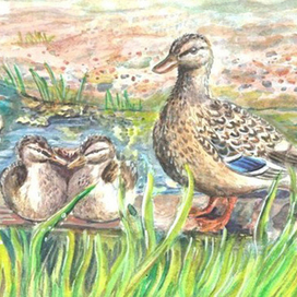 утиная семья