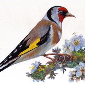 Черноголовый щегол, или обыкновенный щегол