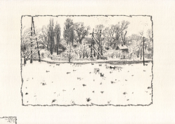 Собаки. "Город-остров"