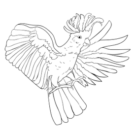 Cockatoo yellow white wings flying  coloring Vector illustration