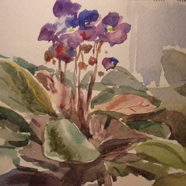 Комнатные цветы