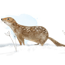 Любопытный евражка