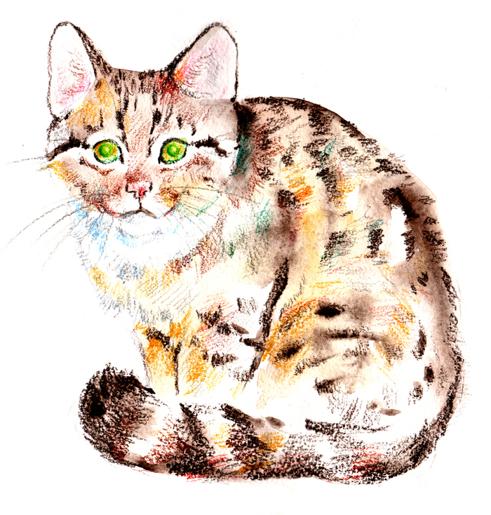 Дикая лесная кошка