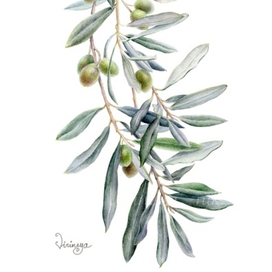 Ветка оливы