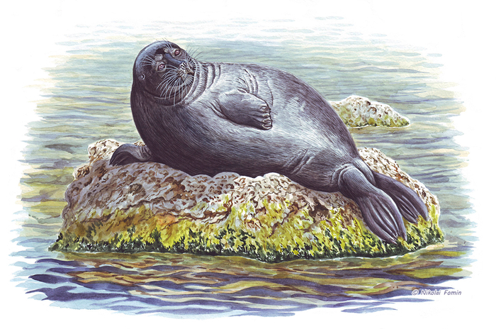 Байкальская ледниковая приблуда.