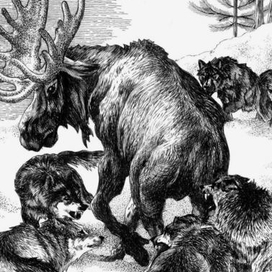 Битва клыков. Лось