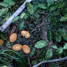 Натюрвив с плодами какао