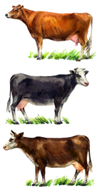 Коровы