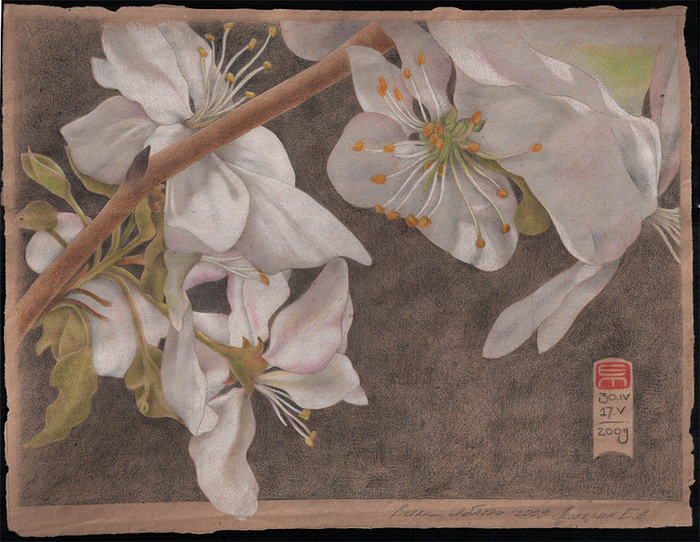 Ветка яблони