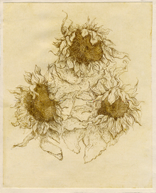 Подсолнухи. Офорт, травлёный штрих