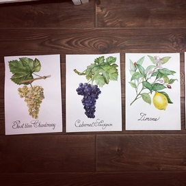 Ботаническая иллюстрация