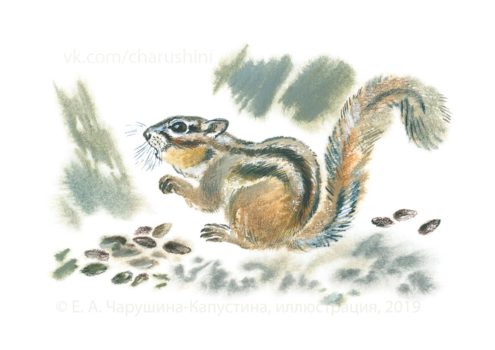 Иллюстрация к сборнику рассказов Г. Снегирёва "Ночные колокольчики"