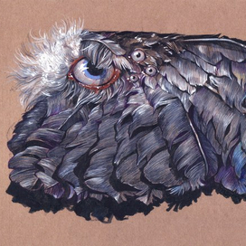 Крыло с глазами