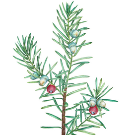 Ягодный тис