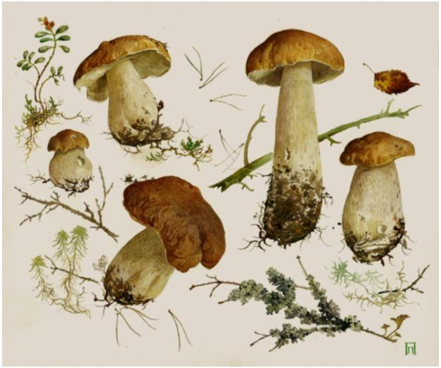 Белые грибы-II