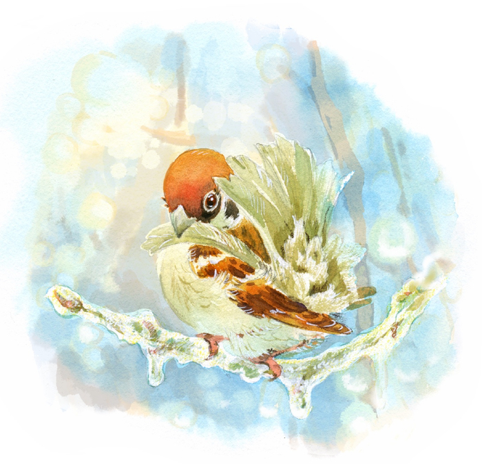 Воробьиха чистит перышки