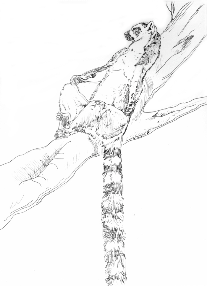 Лемур катта, или кошачий лемур