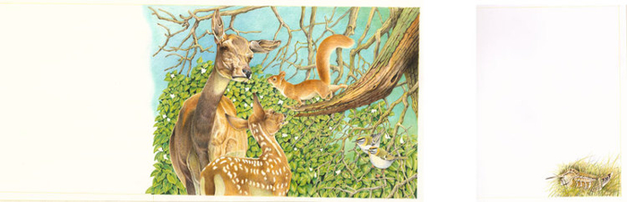 Иллюстрации к книге "Бемби"