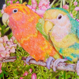 Lovebirds