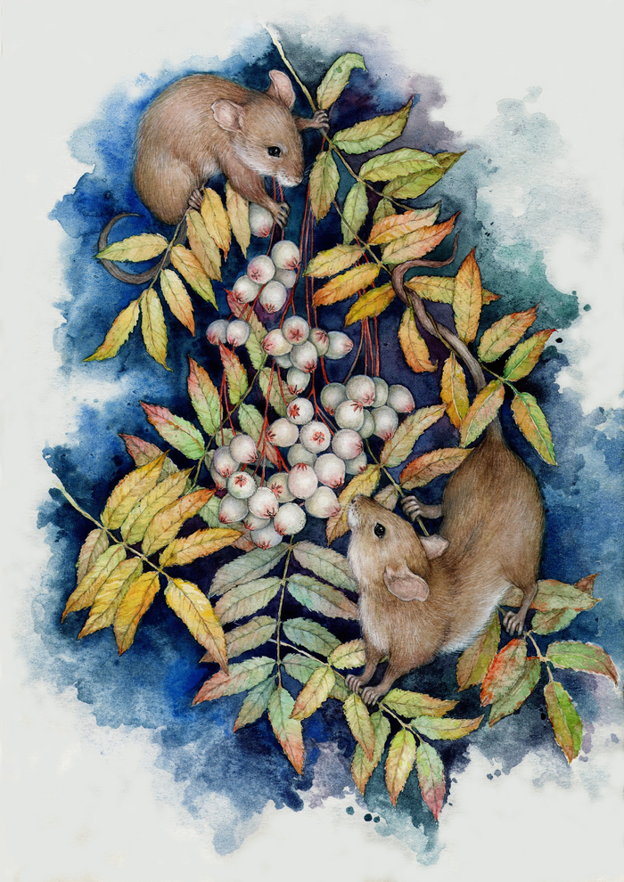 Мыши-рябинники