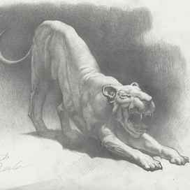 Экорше большой кошки