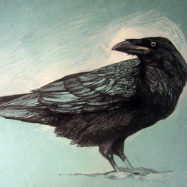 Ворон.