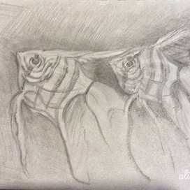 Зеркальные рыбки