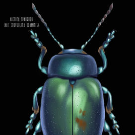 Жук Листоед